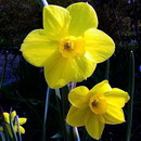Narcissus Jonquilla